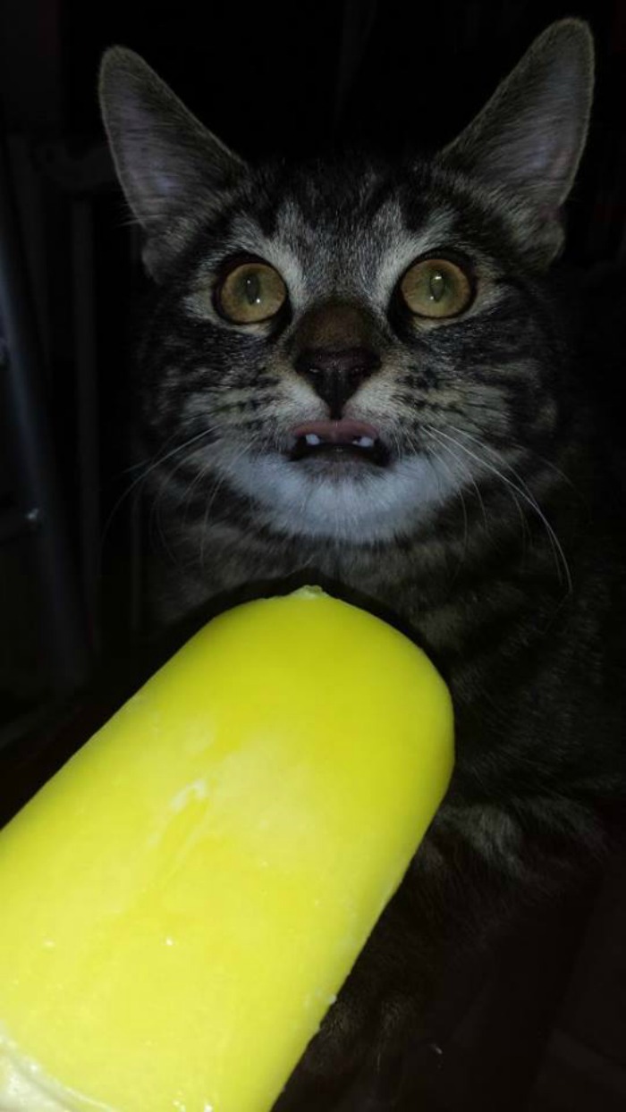 My Cat Experiencing Ice Cream For The First Time
