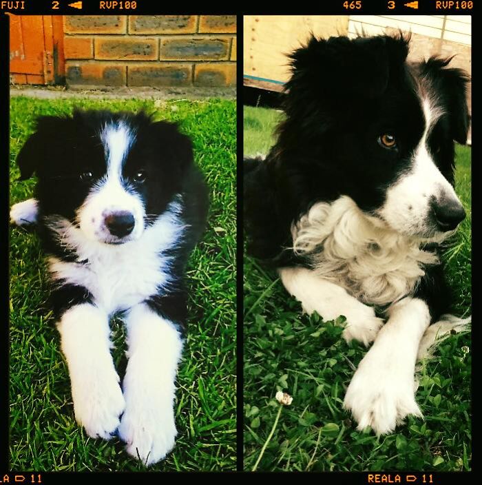 Jersey, 2 Months And On Her 7th Birthday