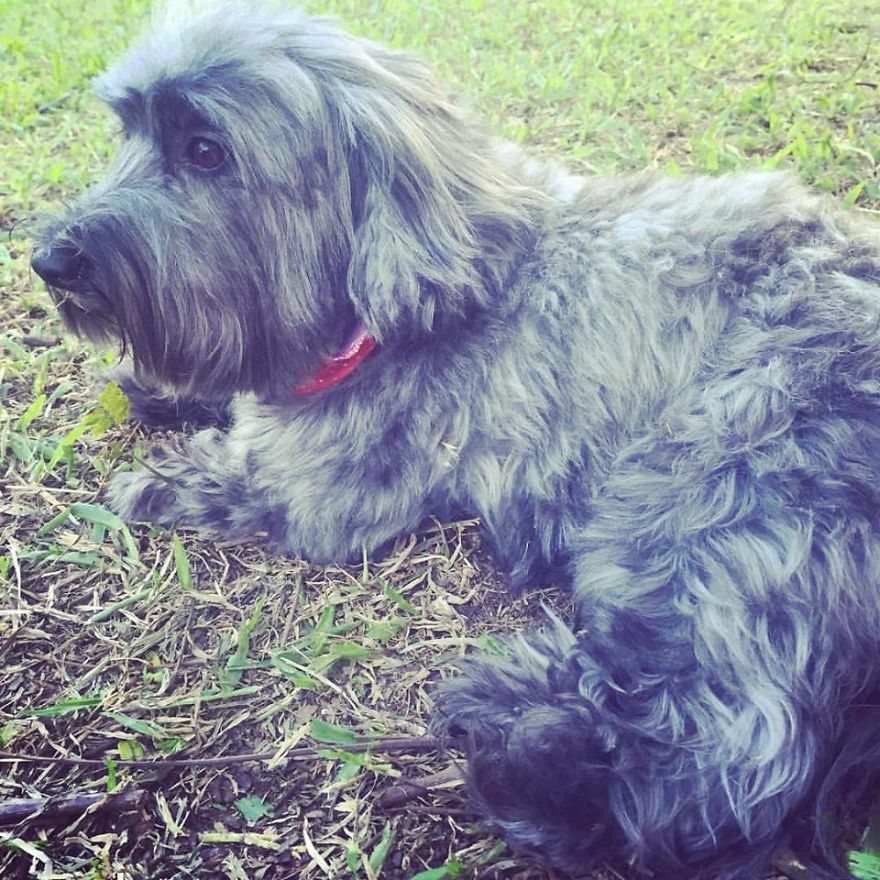 My Family And I Were Adopting Rescued Pets Since 2009 And This Is What We Got