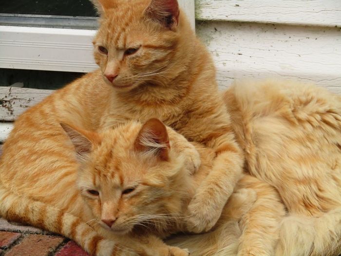 Poka Liked Hugs. Rip Poka.