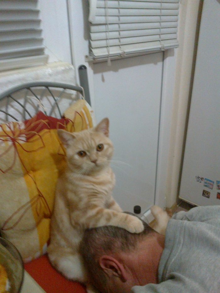 My Cat Showing My Father Who Is The King At Home (Let's Pretend It Has Happened Only Once)