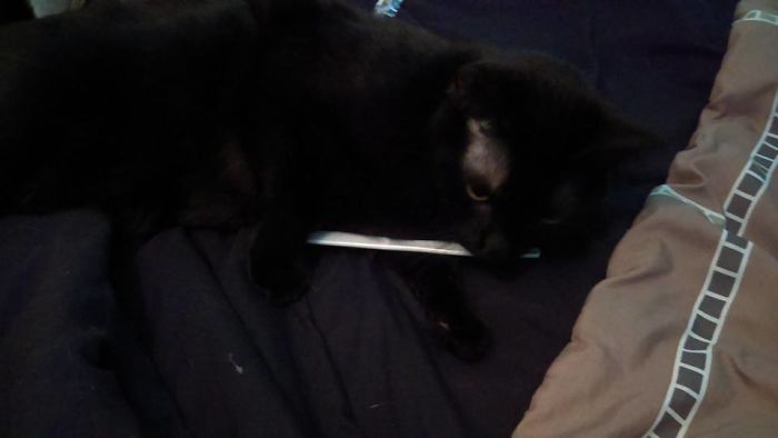 Crybaby Age 2,(had Him Since 4 Wks), Carries Everything From Straws To His Favorite Plastic Knives(thinking He Has To Defend Himself From The Other Cat)all Over The Place, Plus He Woofs And Howls When Ppl Come Over He Doesn't Know.