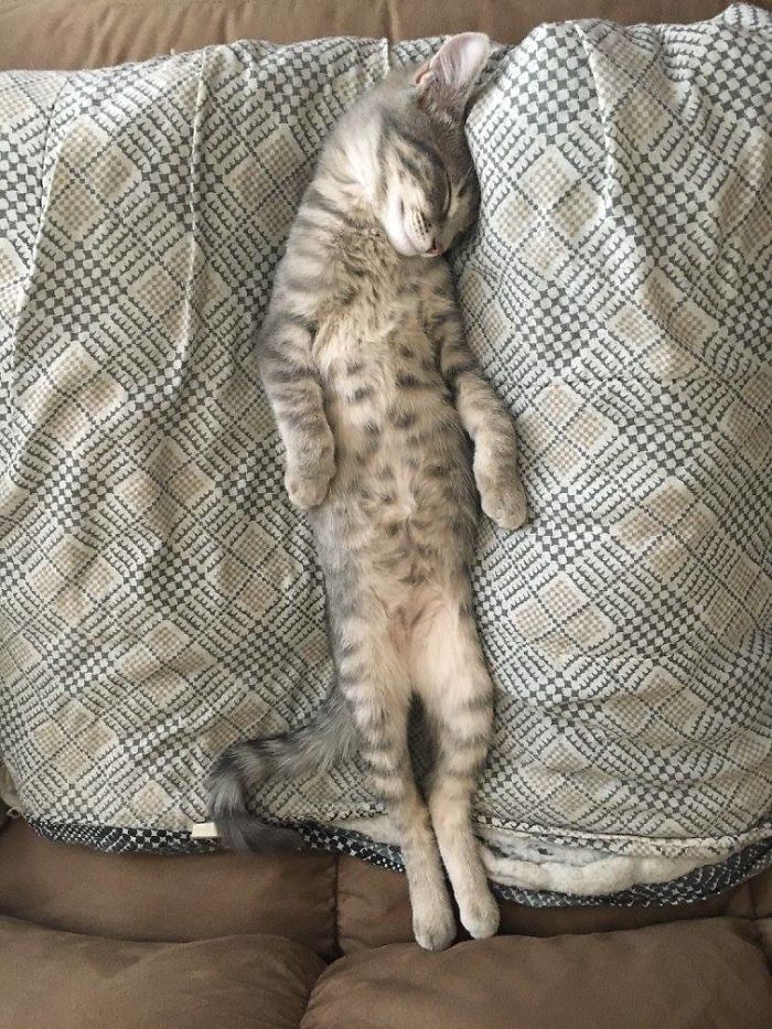 Amos Imitates His Human.