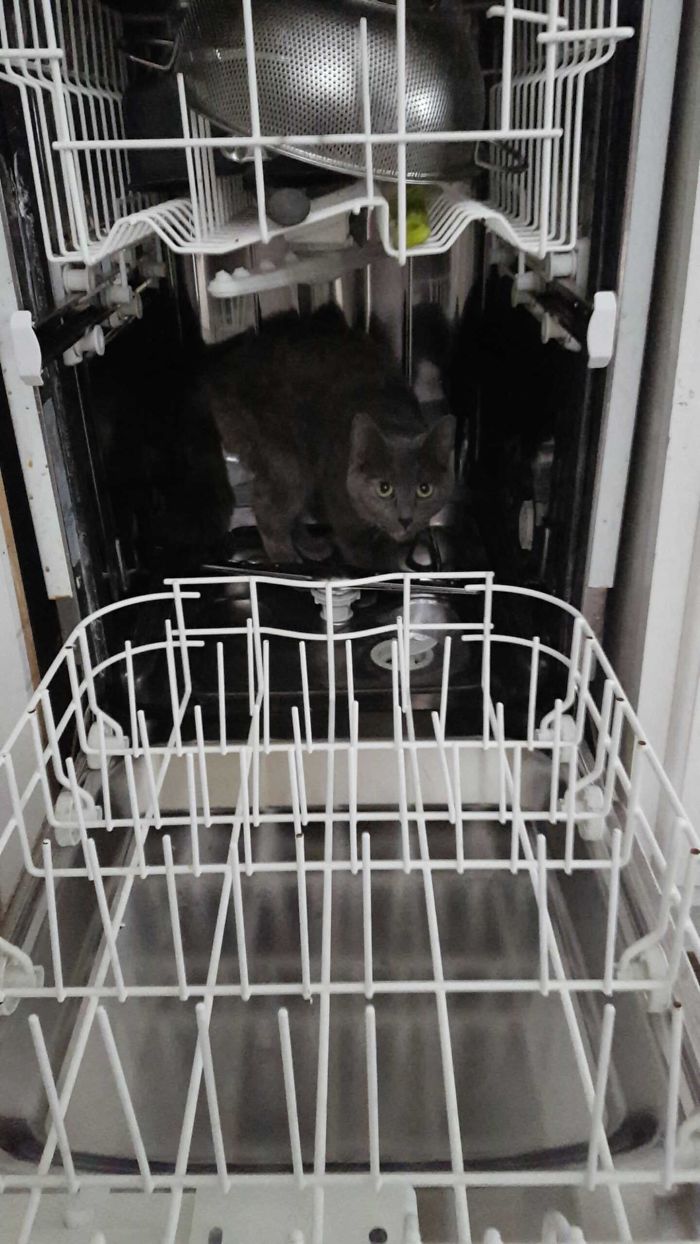 I Wish I Could Tell You Why She's In There.