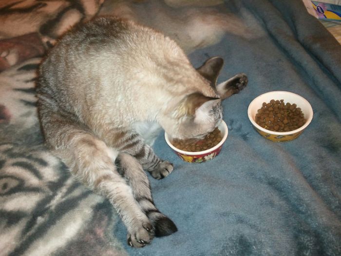 Frankie Doing A Bit Of Yoga As He Eats