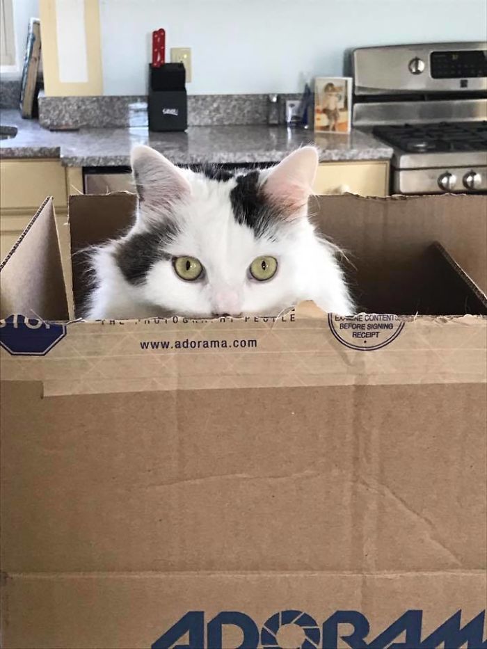 My Cat Likes To Play Peek-a-boo In Boxes