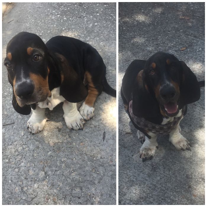 My Dad's Sweet Basset Bruno 2 Months Vs. 1 Yr