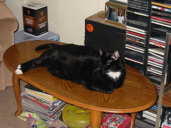 Gus Stretching His Legs. He Always Chilled Like That.