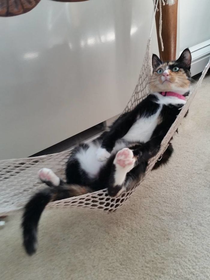 Chillin' In The Hammock