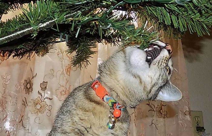 Terry Eat The Xmas Tree