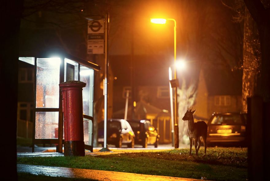 An Urban Fallow Deer, London, Uk