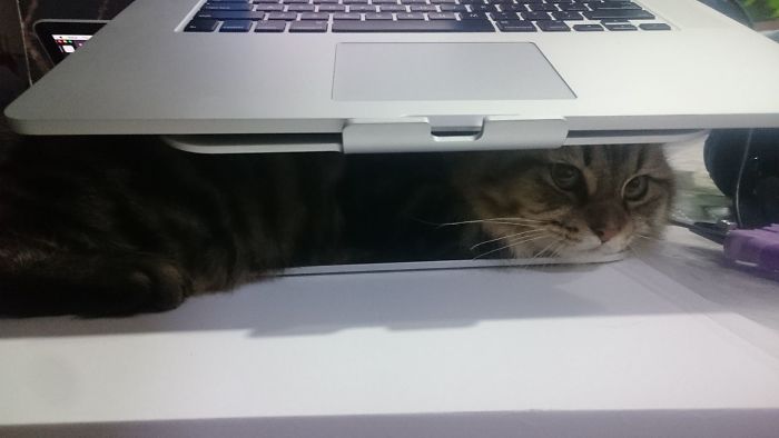 This Is Whiskey. He's Not Allowed On My Desk So Every Time He Would Hide Under My Laptop And Believe That I Won't Be Able To Get Him Out.