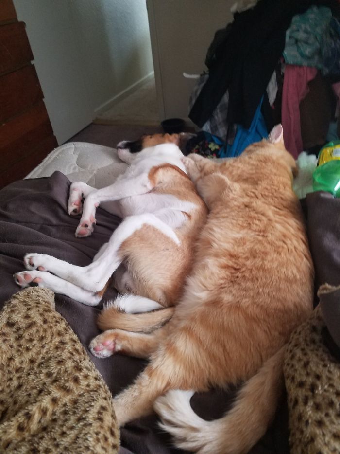 Best Friends Spooning After A Long Day Of Play