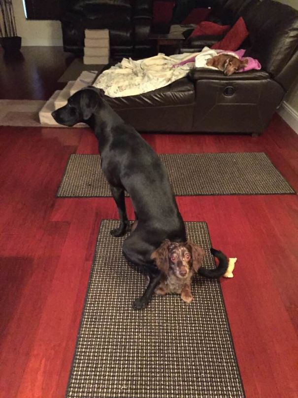 For Some Reason My Big Dog Likes To Sit On Her Little Brother!