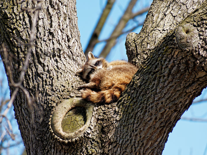 Adorable-cute-raccoons