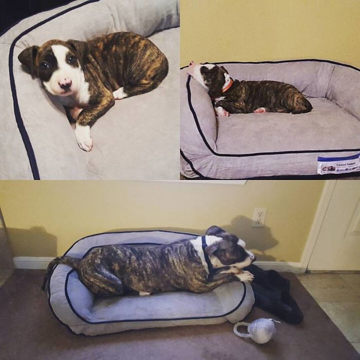 Bella 8 Weeks (top) To 7 Months (bottom) The Grow So Fast.