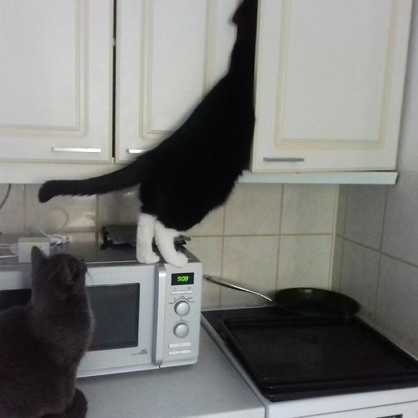 Reach Higher. Yeah! Thats It! I Think That's Where He Keeps All The Cat Yummy Yummies