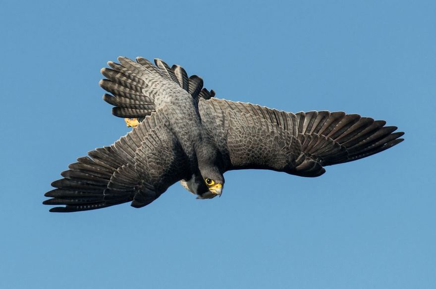 Tiercel Peregrine, Bristol, Uk