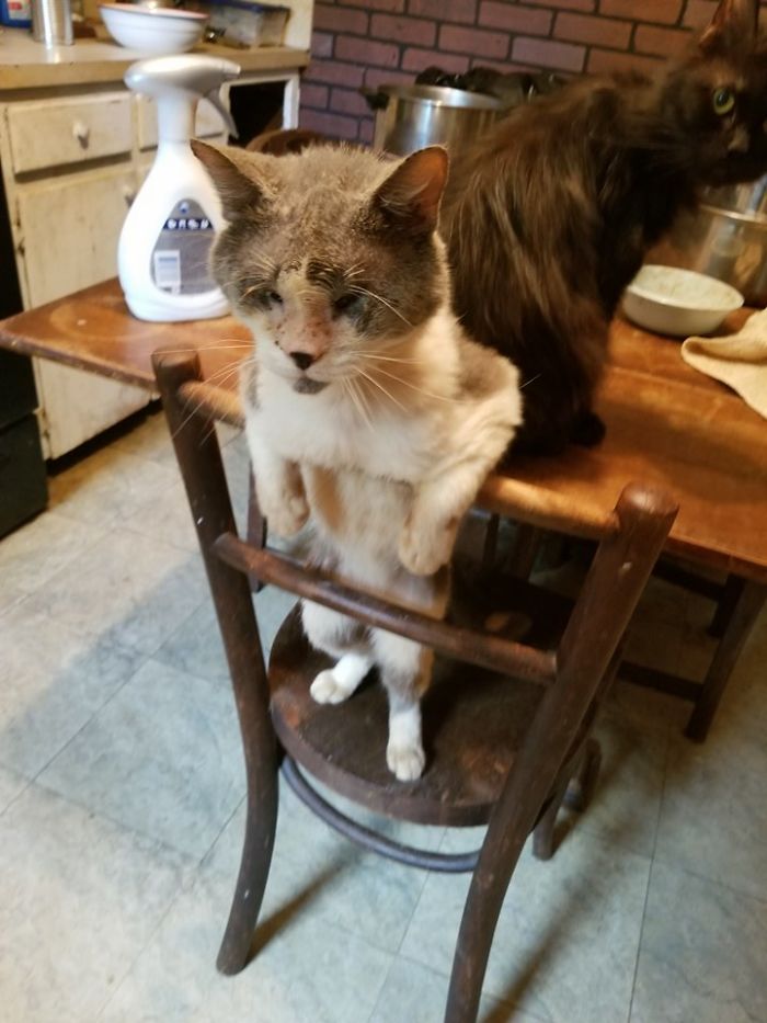 My Blind Cat Likes To Wait; While We Cook Dinner.