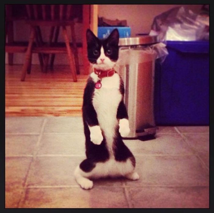 Whenever He Hears A Weird Noise Outside.