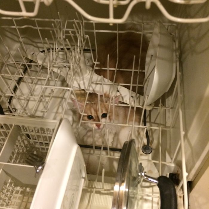 Where She Fits She Sits...