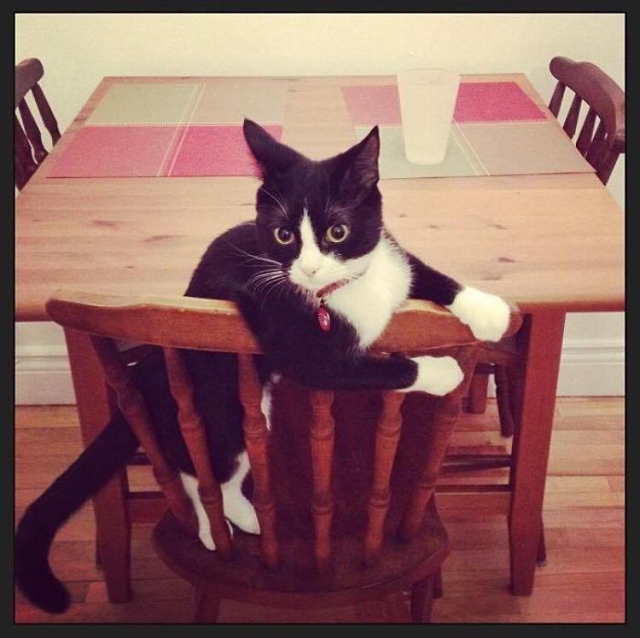 Don't Even Think About Stealing Alfred's Chair.