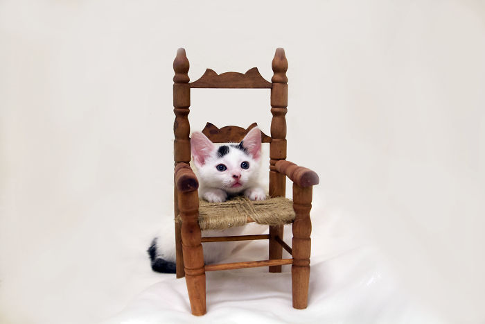 Philips Actually Loves Sitting In His Special Chair