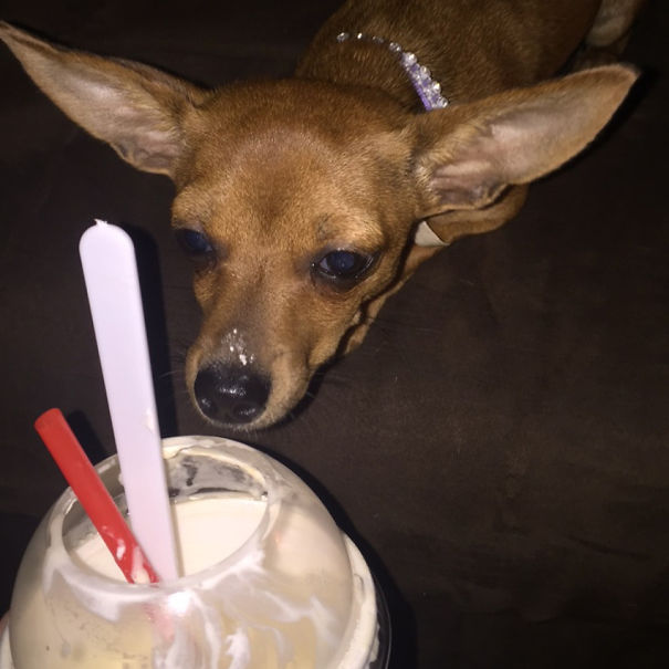 No Mom, I Didn't Eat Your Milkshake