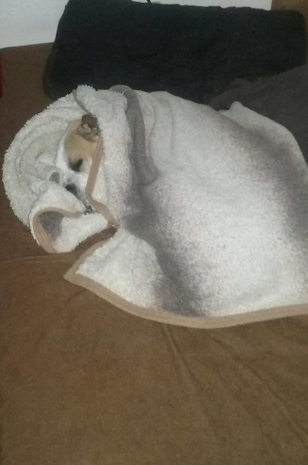 My Pitbull Sam Got Cold Because We Had The Ac On And Covered Himself Up Like This!