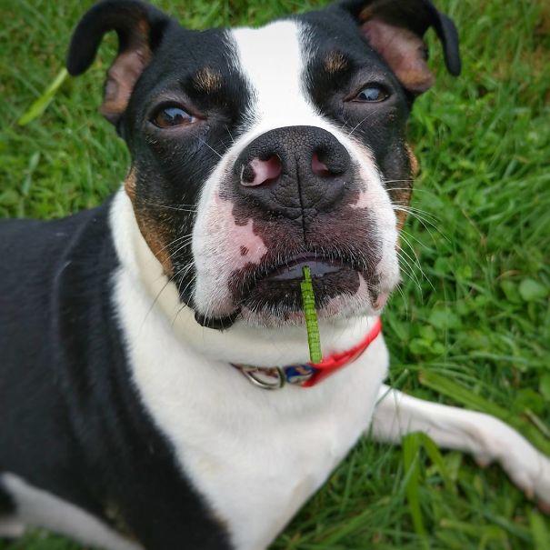 I Wasn't Eating Grass, Tho - Moo