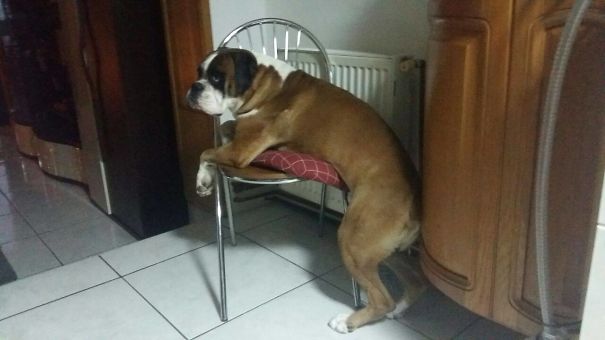 My Dog Still Thinks He's A Little Puppy