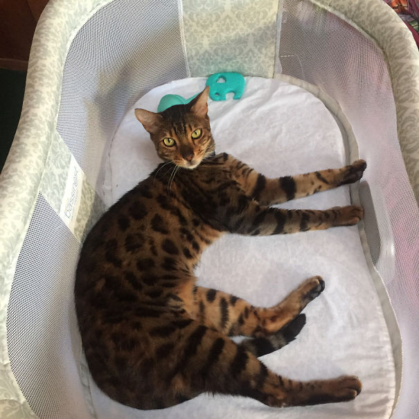 This Booger Stole The Baby's Bassinest