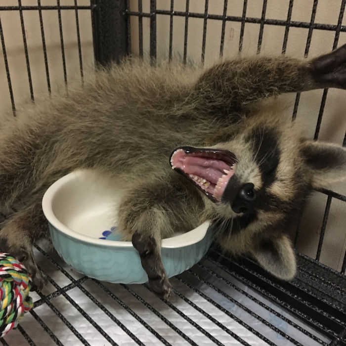 Adorable-cute-raccoons