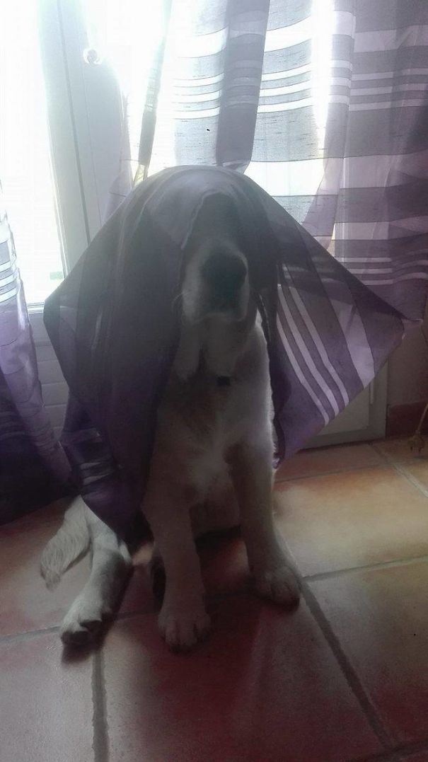 Pharaon Mango In The Curtain Valley