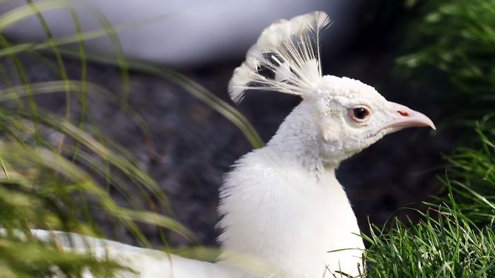 20+ Beautiful Pictures Of White Peacocks