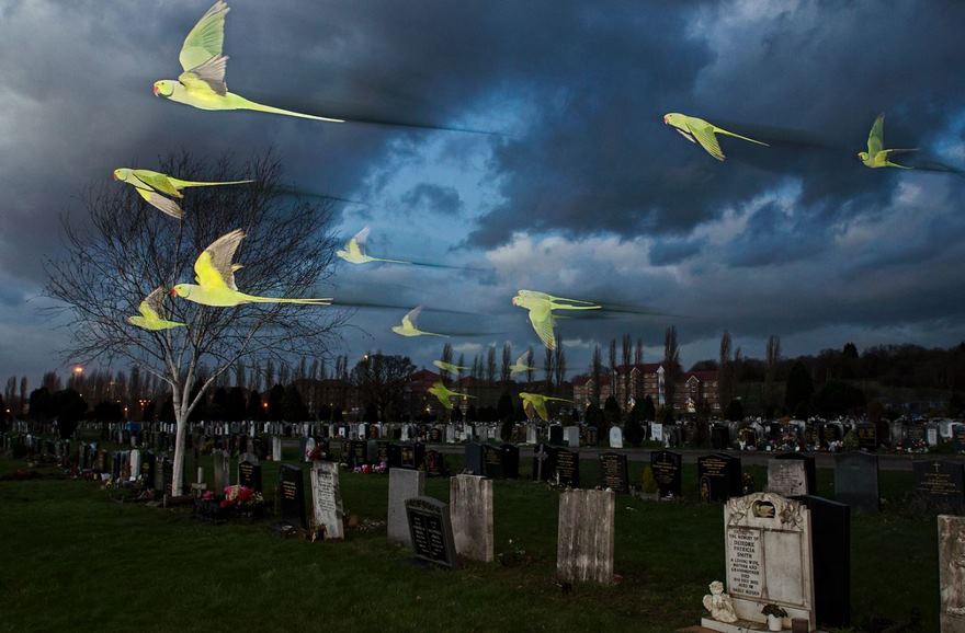 Ring-Necked Parakeets, London, Uk