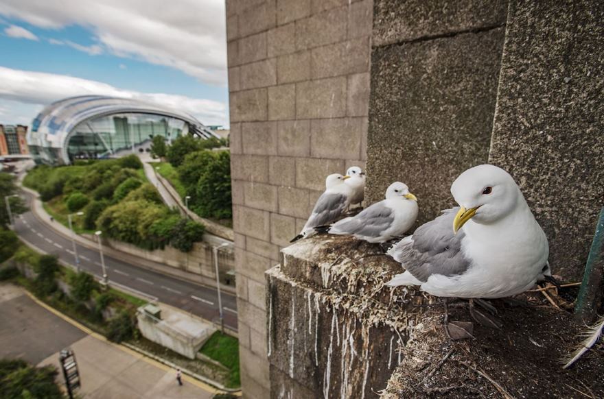 Kittiwakes, Newcastle, Uk