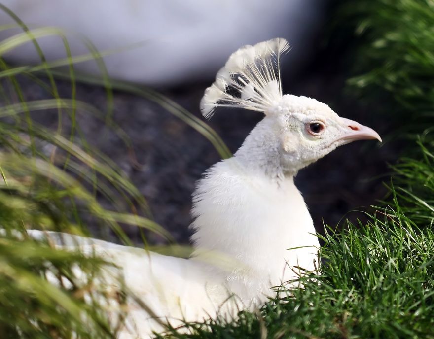 20+ Beautiful Pictures Of White Peacocks