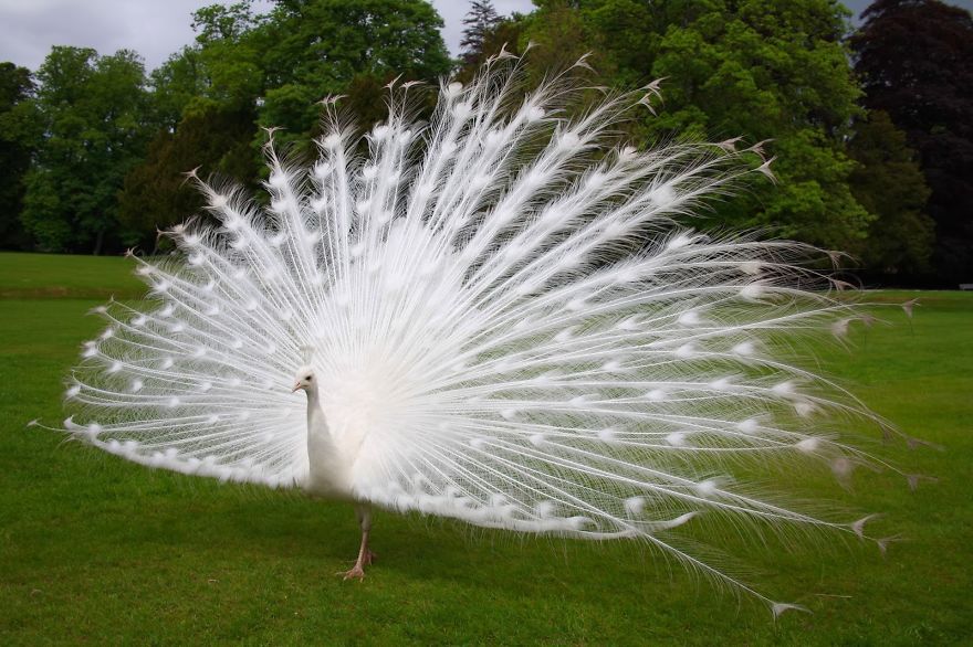 20+ Beautiful Pictures Of White Peacocks 20+ Beautiful Pictures Of White Peacocks