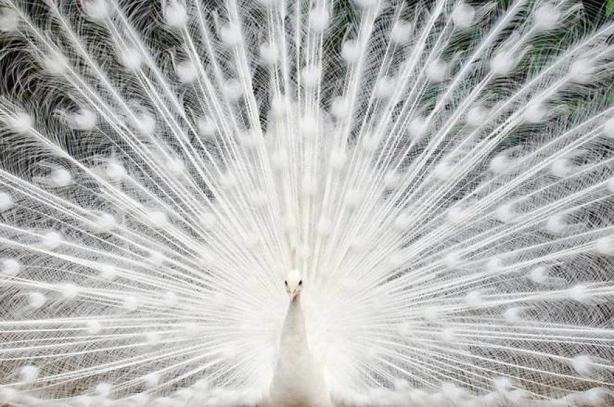 20+ Beautiful Pictures Of White Peacocks