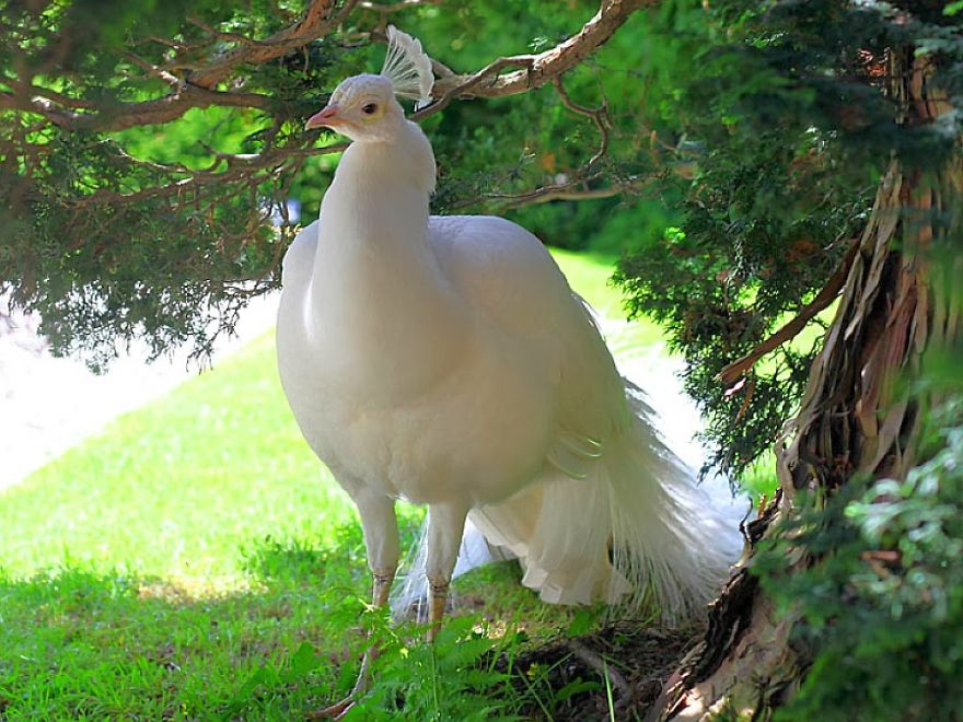20+ Beautiful Pictures Of White Peacocks