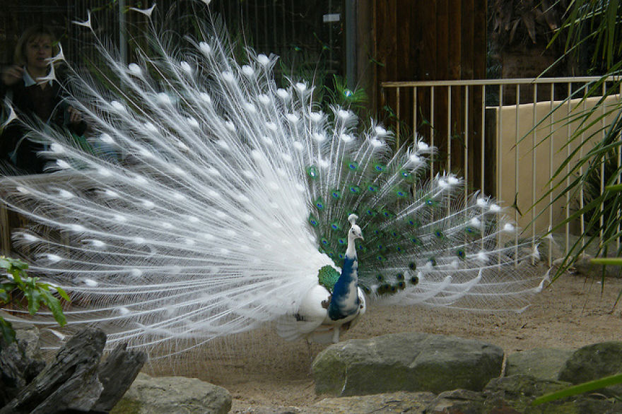 20+ Beautiful Pictures Of White Peacocks 20+ Beautiful Pictures Of White Peacocks