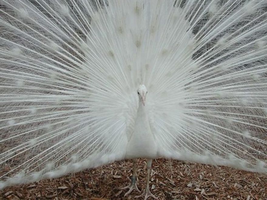 20+ Beautiful Pictures Of White Peacocks