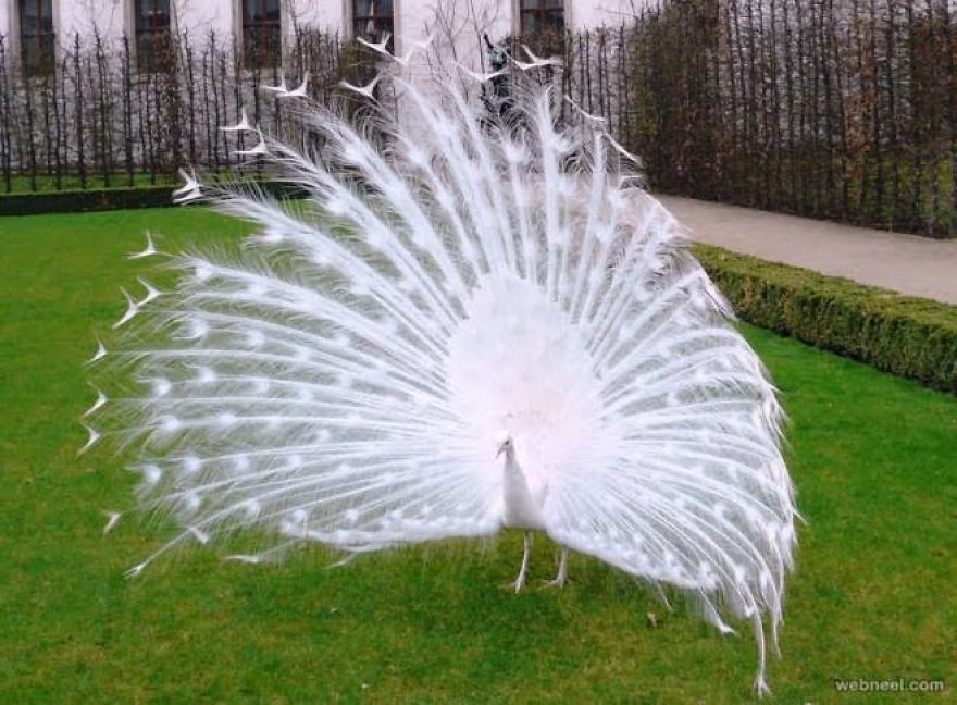 20+ Beautiful Pictures Of White Peacocks 20+ Beautiful Pictures Of White Peacocks