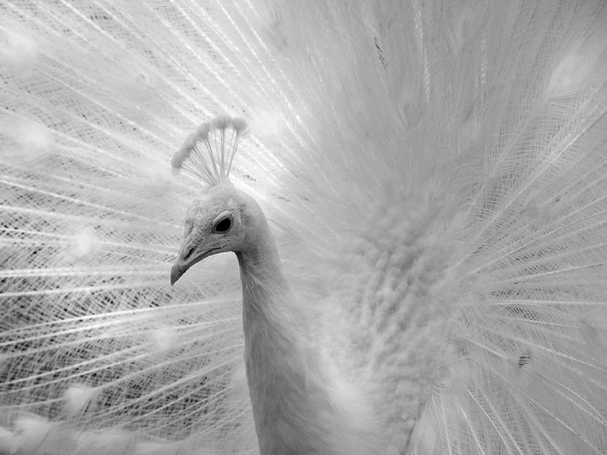 20+ Beautiful Pictures Of White Peacocks