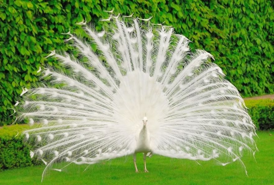 20+ Beautiful Pictures Of White Peacocks 20+ Beautiful Pictures Of White Peacocks