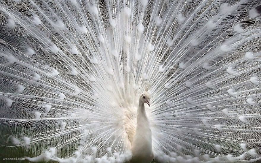 20+ Beautiful Pictures Of White Peacocks