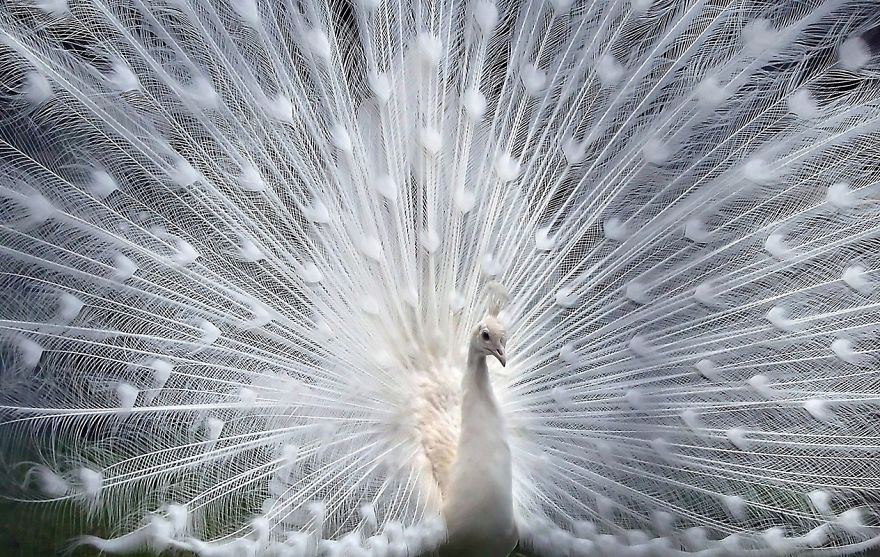 20+ Beautiful Pictures Of White Peacocks 20+ Beautiful Pictures Of White Peacocks