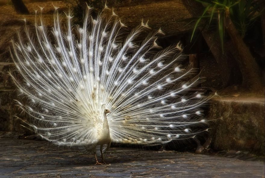 20+ Beautiful Pictures Of White Peacocks 20+ Beautiful Pictures Of White Peacocks