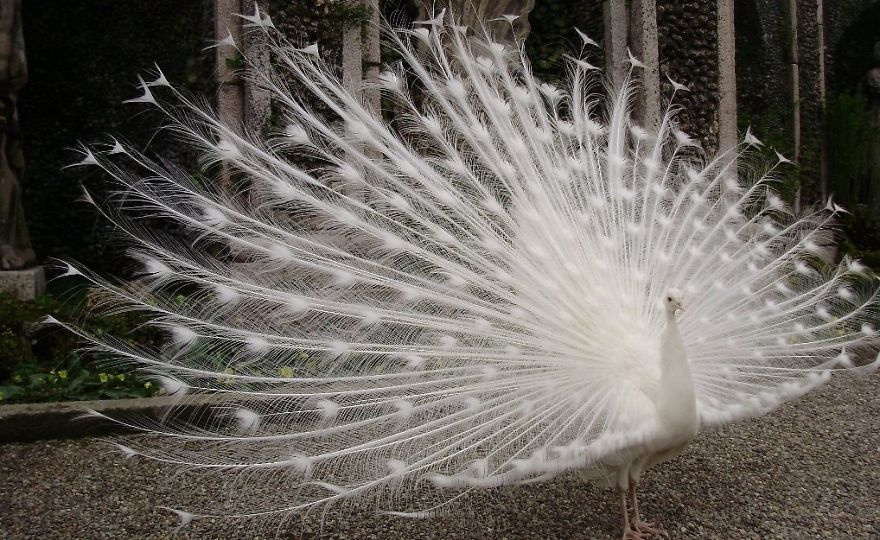 20+ Beautiful Pictures Of White Peacocks 20+ Beautiful Pictures Of White Peacocks
